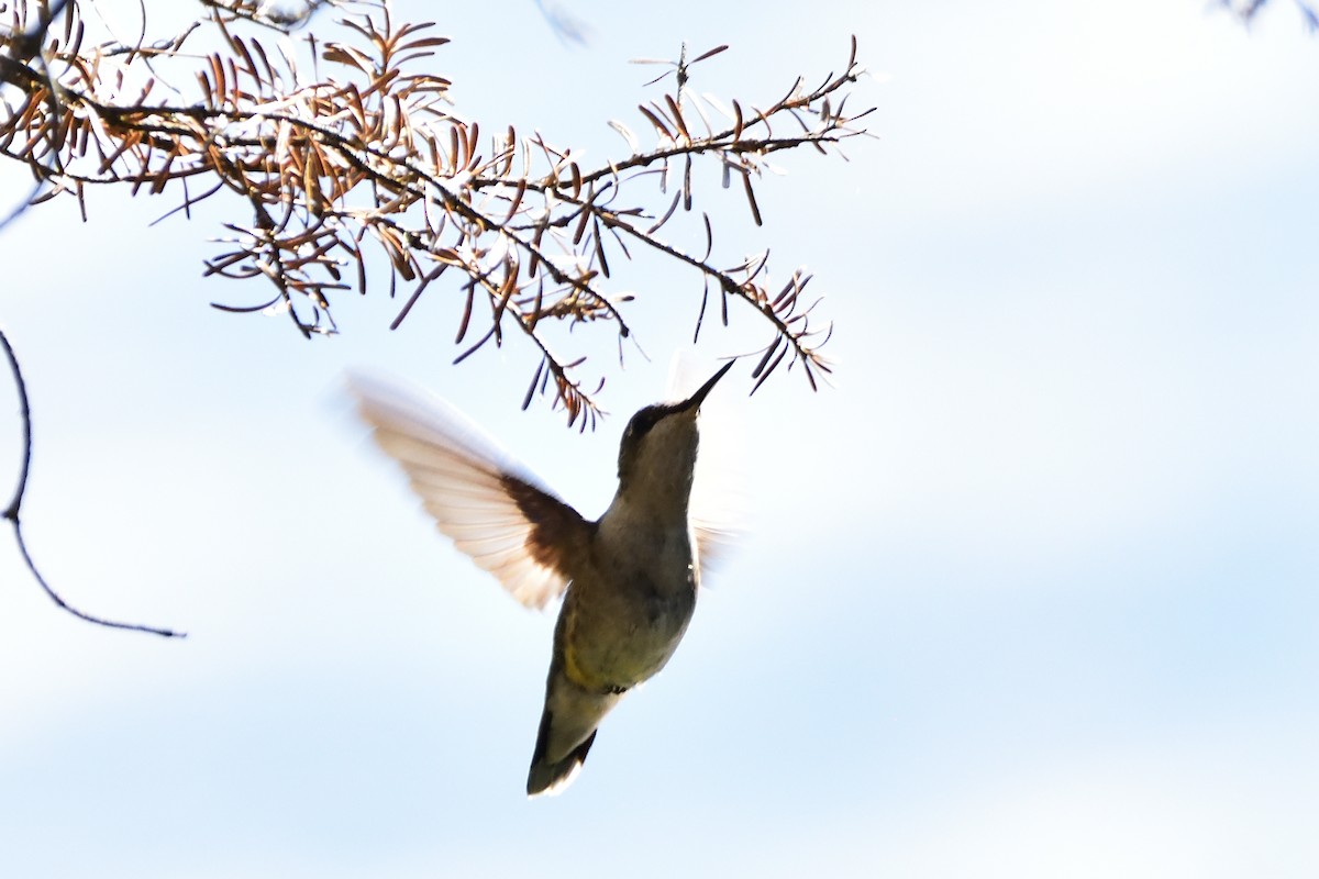 Ruby-throated Hummingbird - ML604735811