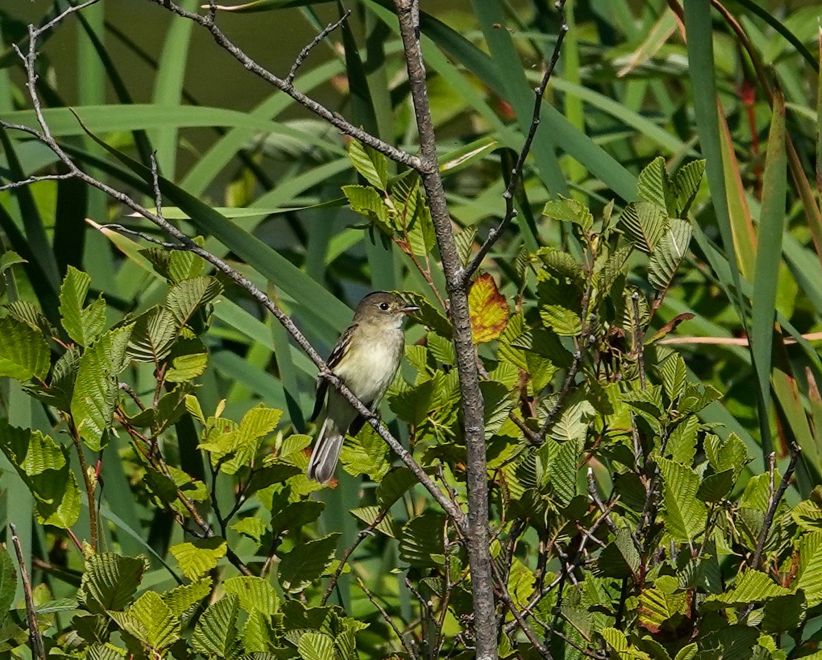 Alder Flycatcher - ML604736321