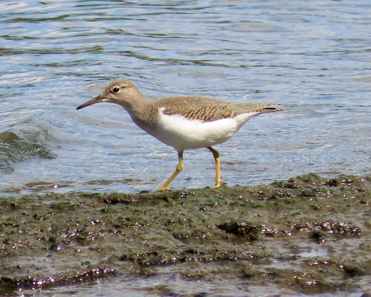 Spotted Sandpiper - ML604736911
