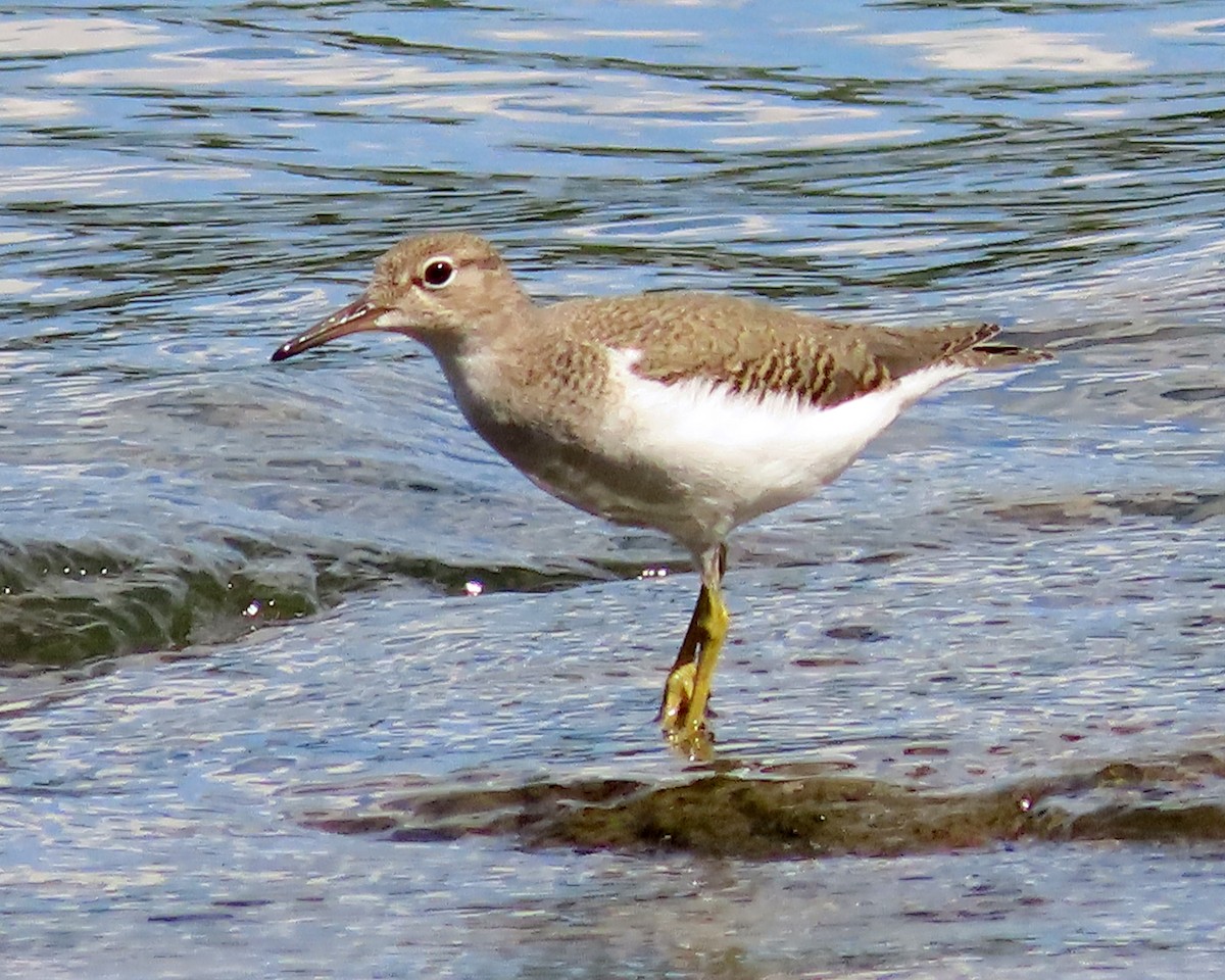 Spotted Sandpiper - ML604736921