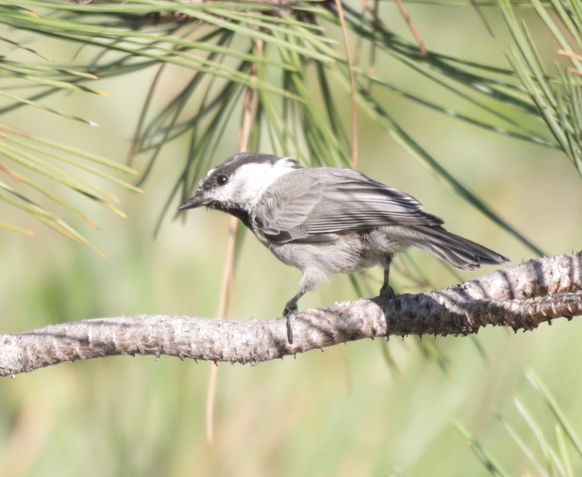 Mountain Chickadee - ML604736951