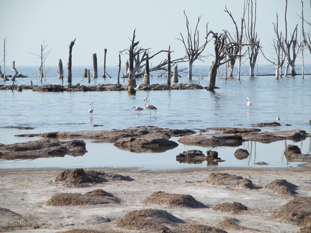 Chilean Flamingo - ML604737181