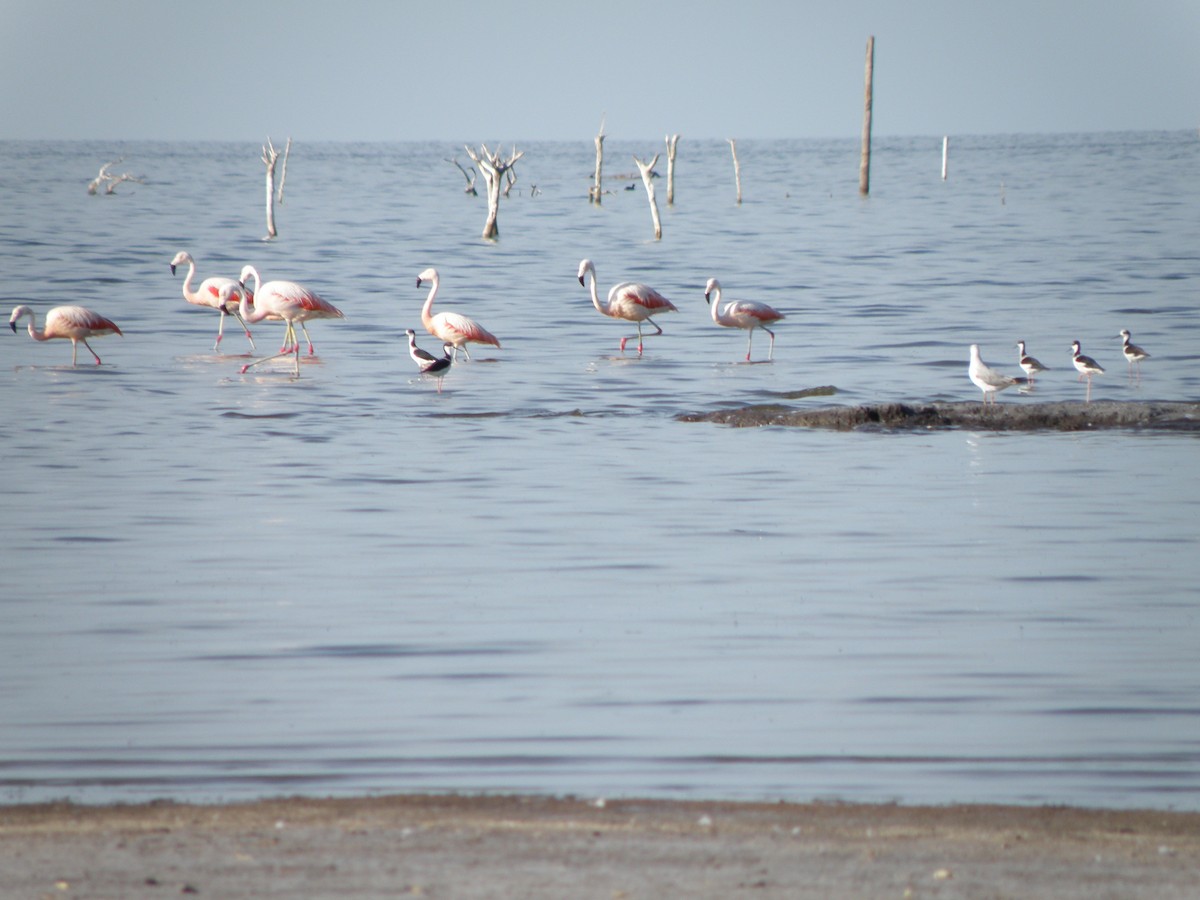 Chilean Flamingo - ML604737201