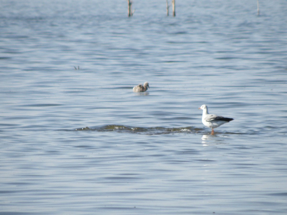 Chilean Flamingo - ML604737211