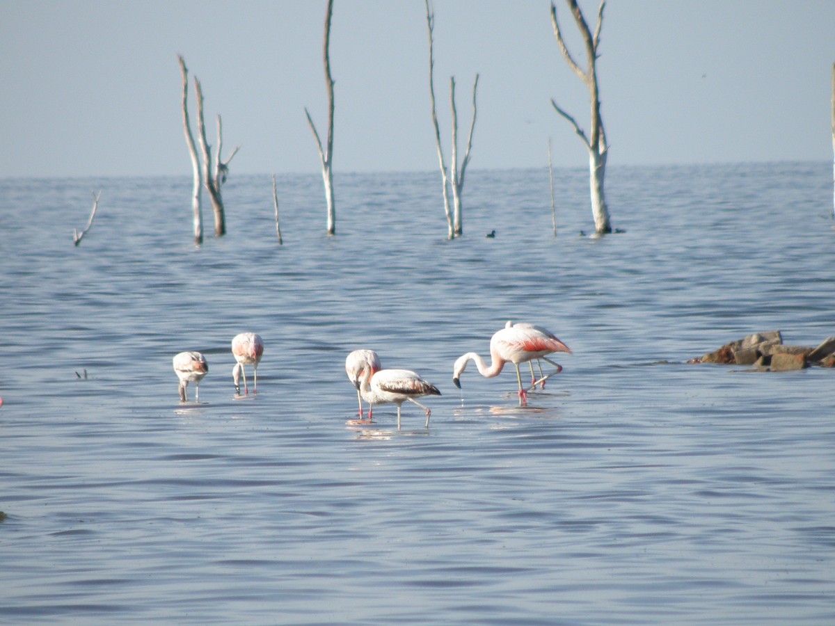 Chilean Flamingo - inés otero