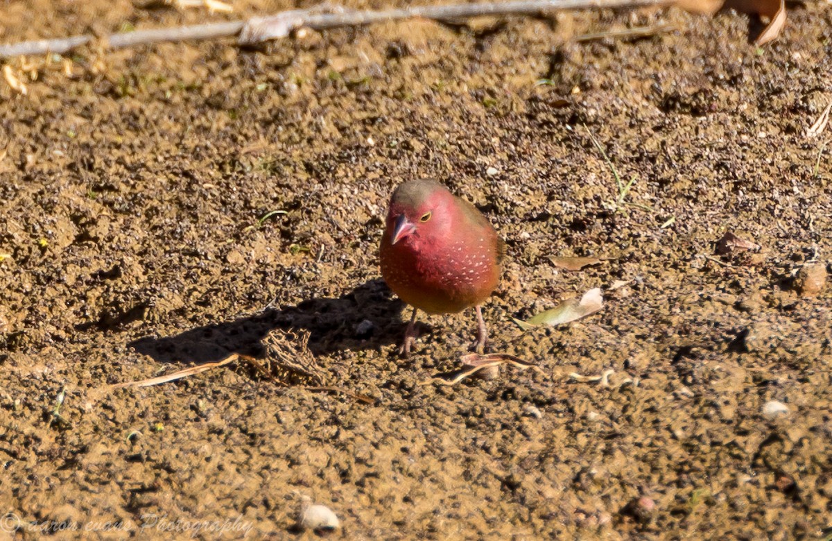 Red-billed Firefinch - aaron evans