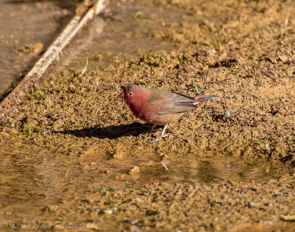 Red-billed Firefinch - aaron evans