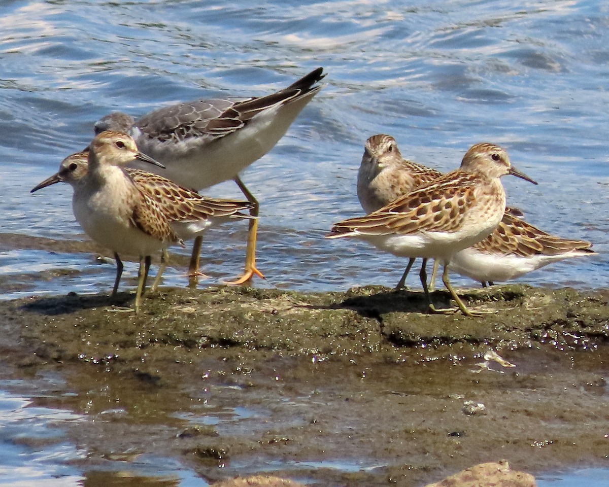 Least Sandpiper - ML604738221