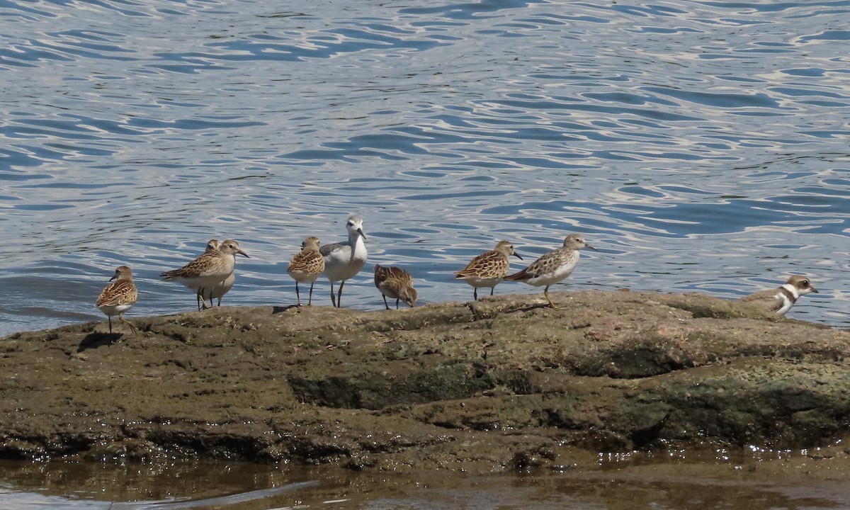Least Sandpiper - ML604738231