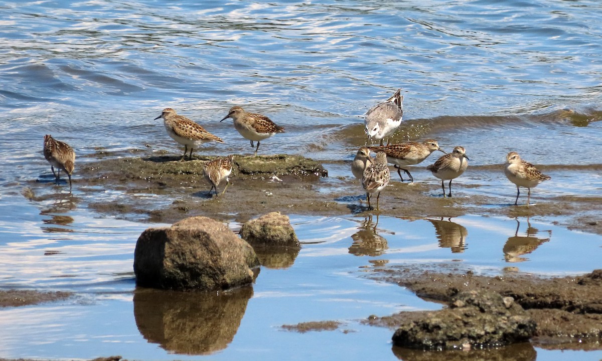 Least Sandpiper - ML604738251
