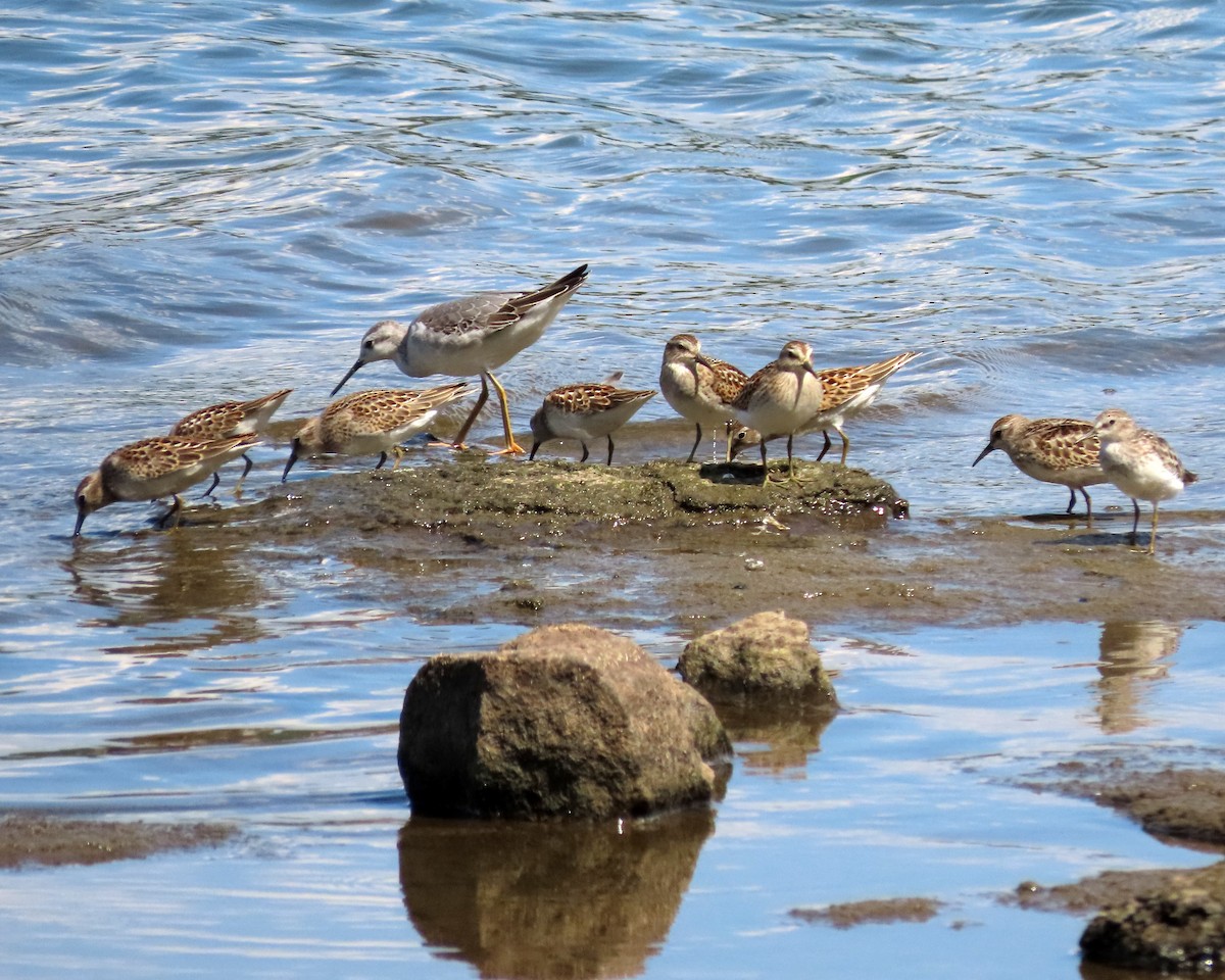 Least Sandpiper - ML604738261
