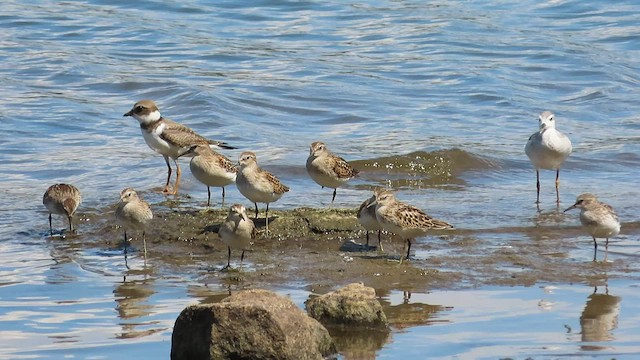 pygmésnipe - ML604738271