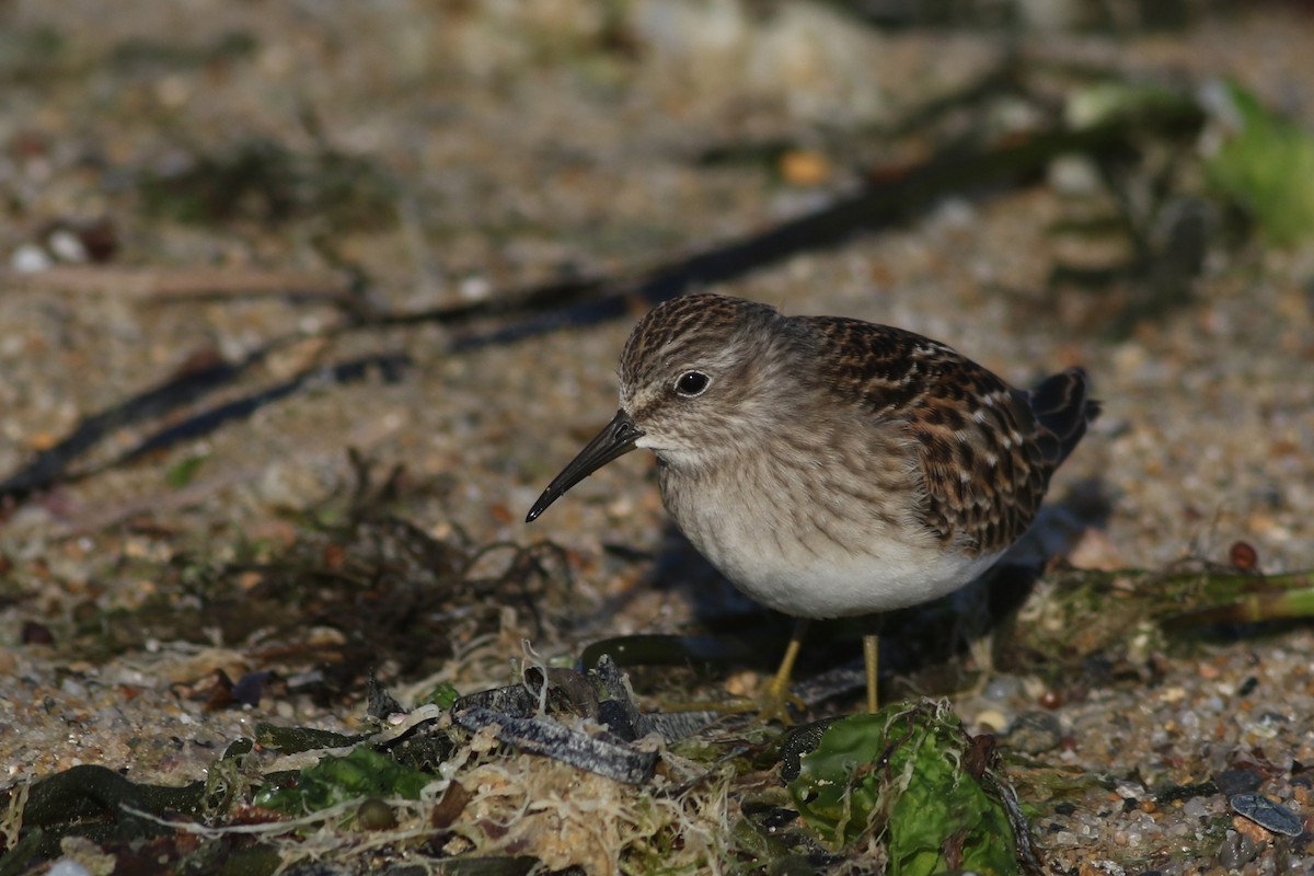 Least Sandpiper - Lily Morello