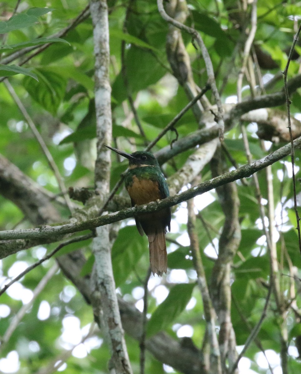 Jacamar à queue rousse - ML604739111