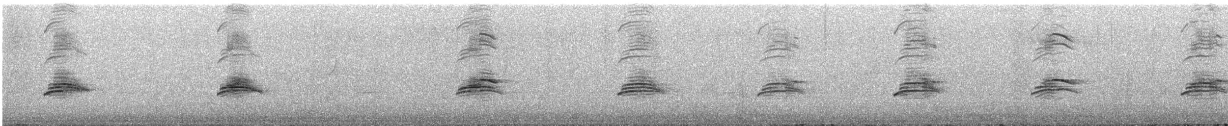 Silberkopfmöwe (novaehollandiae/forsteri) - ML604739671