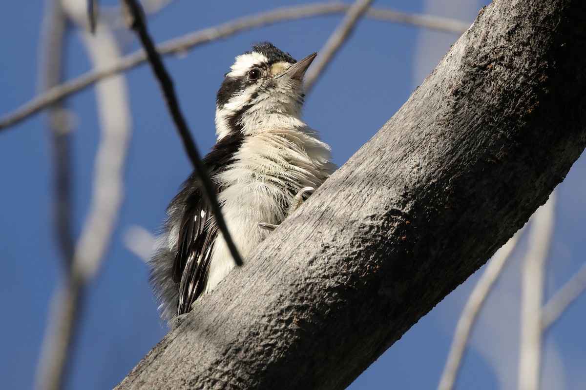 Downy Woodpecker - ML604739961