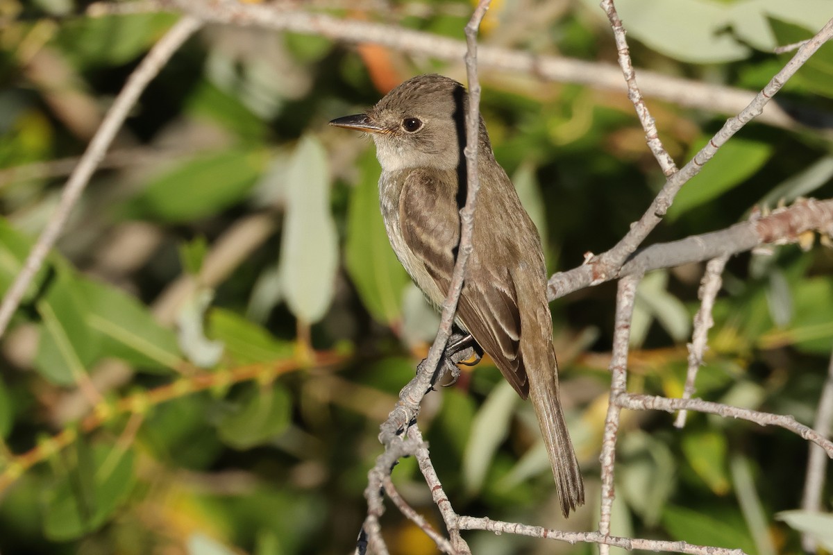 Willow Flycatcher - ML604740001