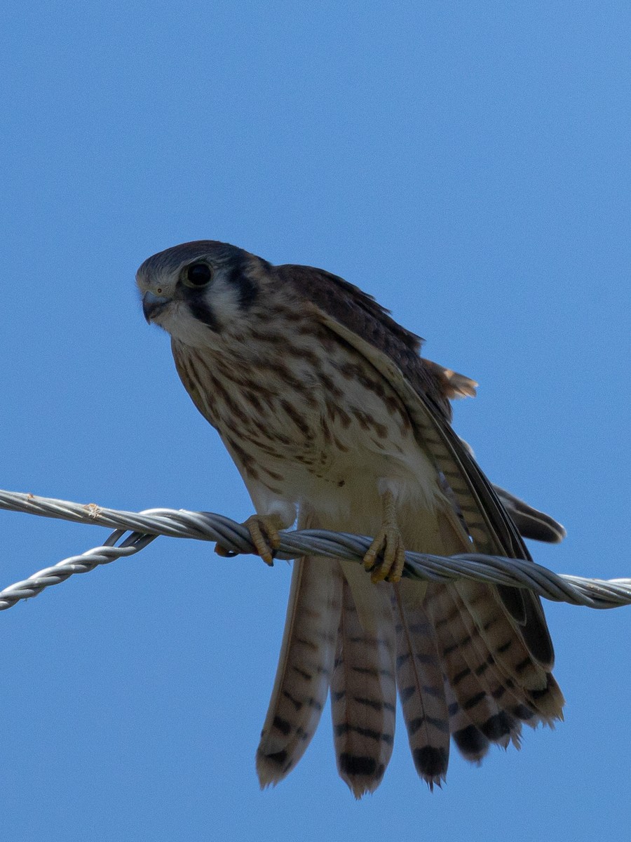 American Kestrel - ML604740291