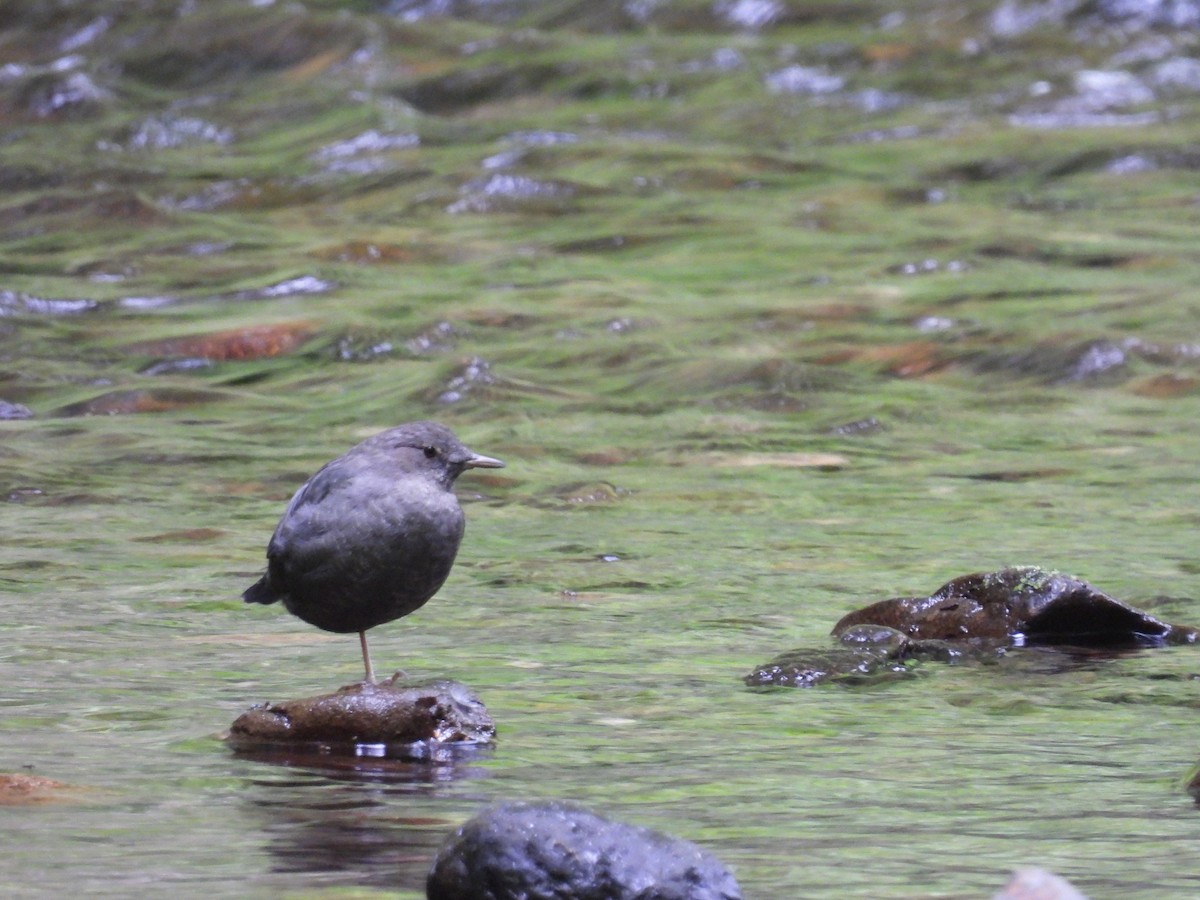 American Dipper - Isaac Smith
