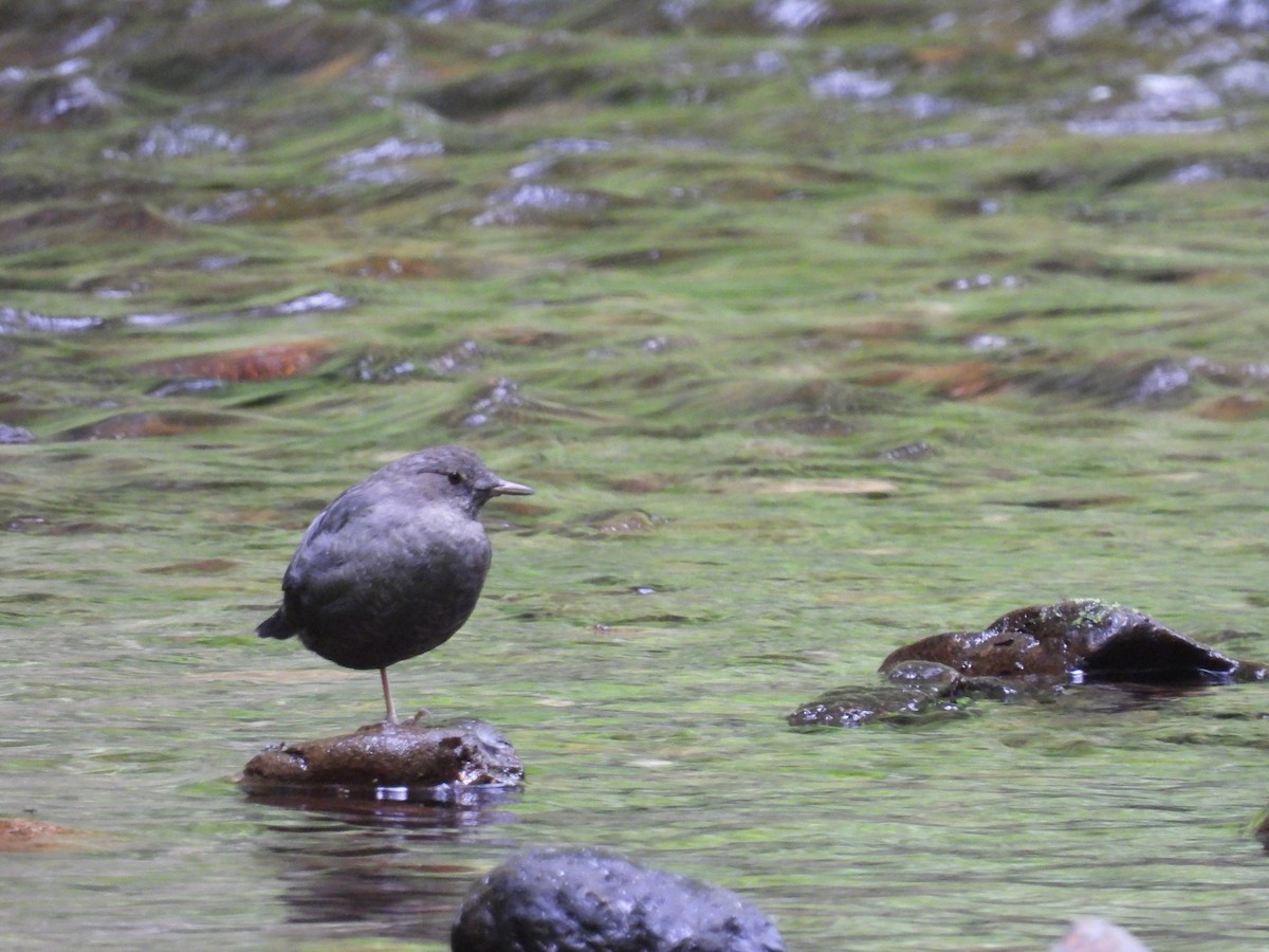 American Dipper - ML604740421