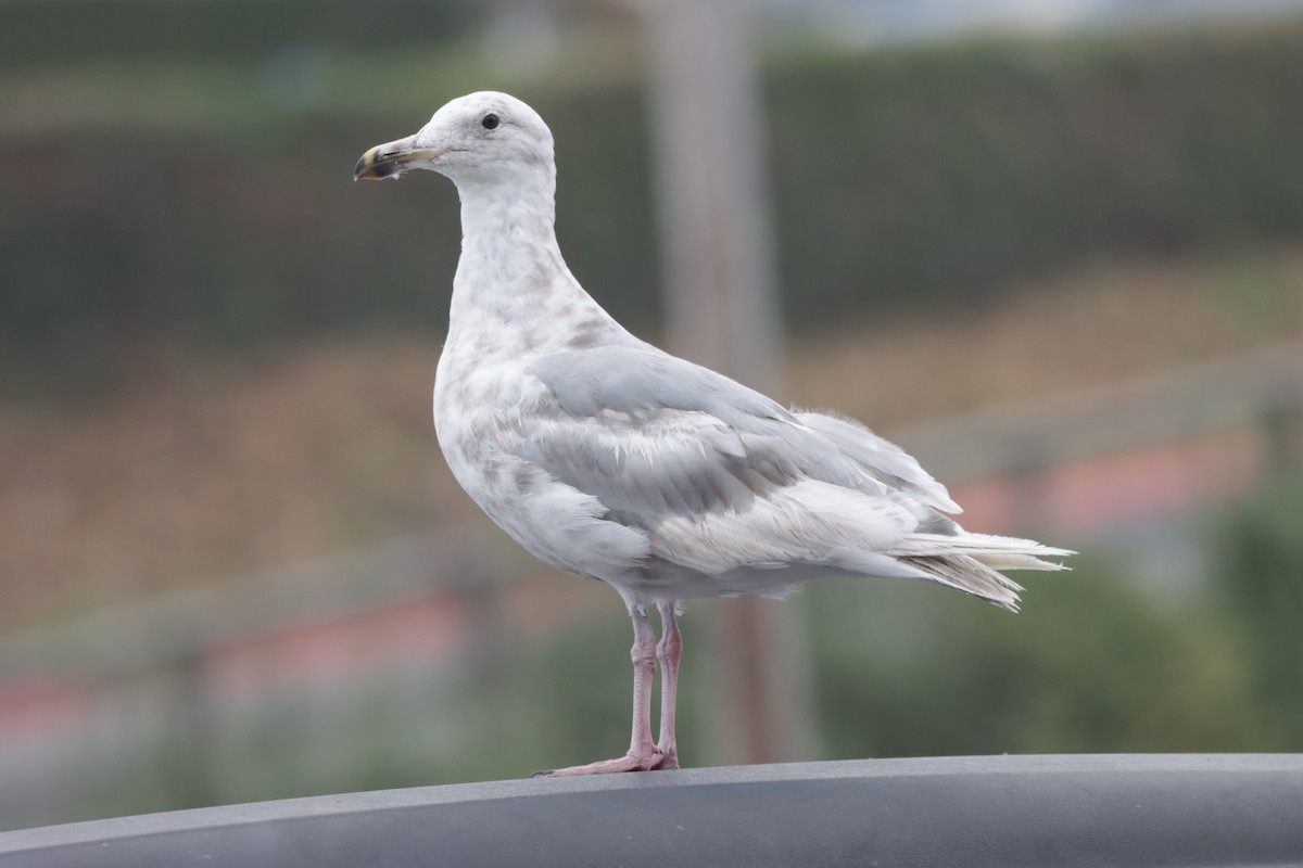 Western x Glaucous-winged Gull (hybrid) - ML604740601