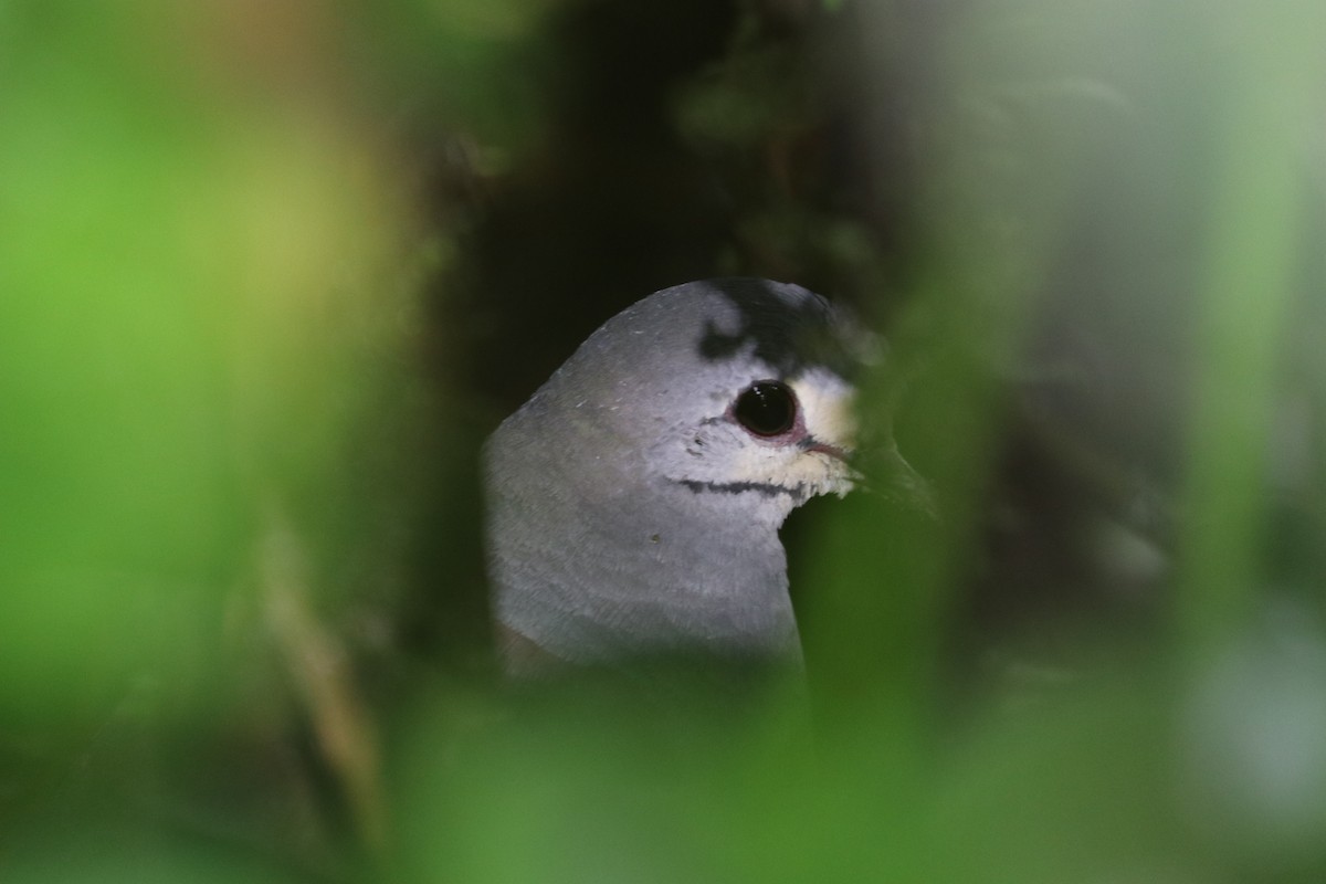 Buff-fronted Quail-Dove - ML604740661