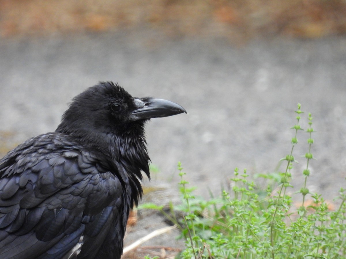 Common Raven - ML604741111