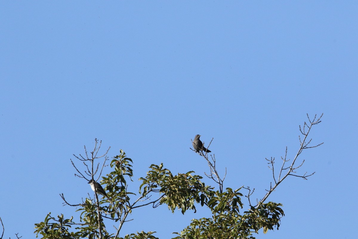 Gray Catbird - ML604741481