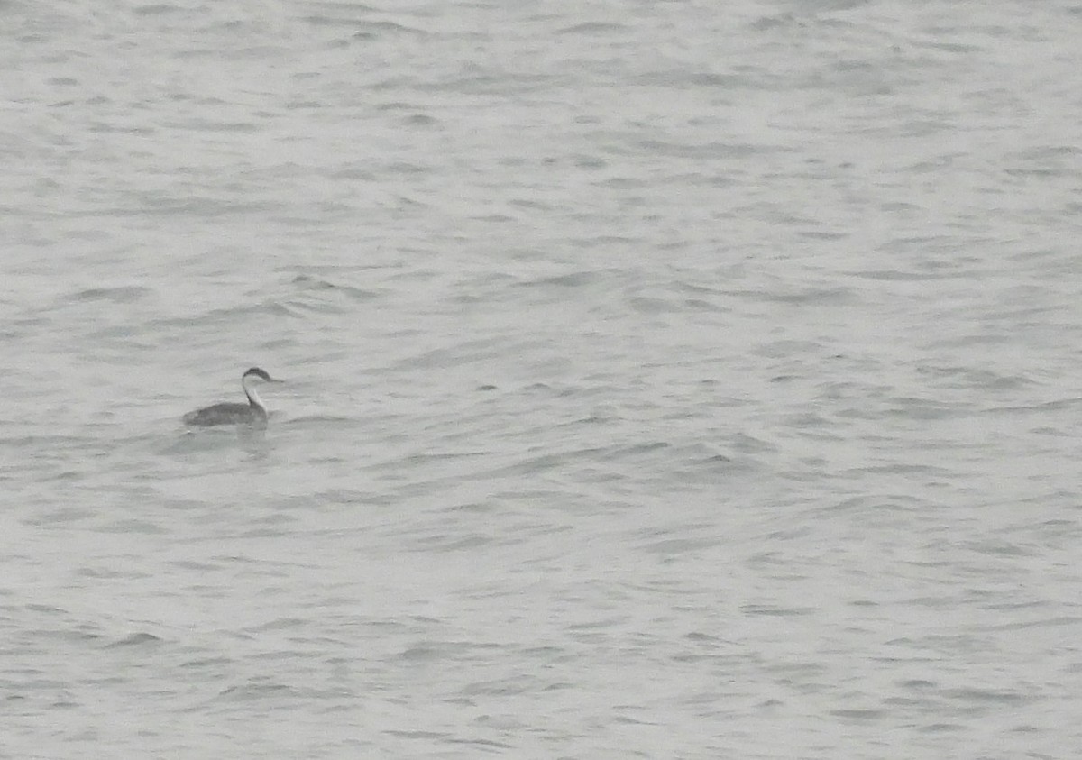 Western Grebe - ML604741901