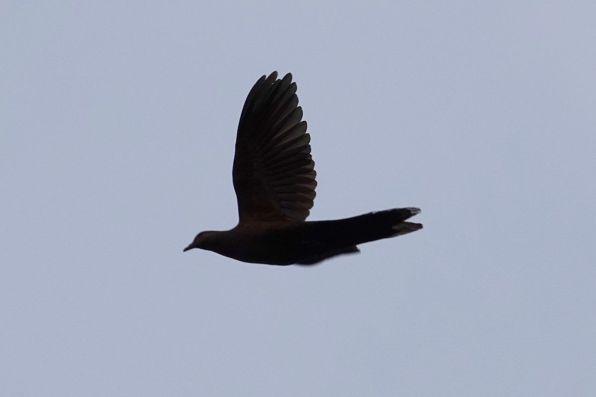 Barusan Cuckoo-Dove - Steve Kornfeld