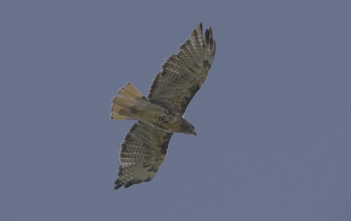 Red-tailed Hawk - Ron Hess