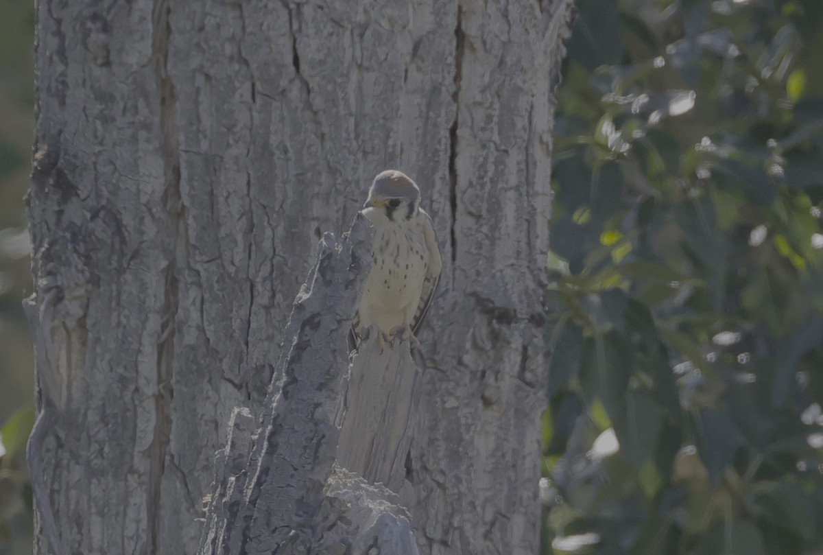 American Kestrel - ML604742631