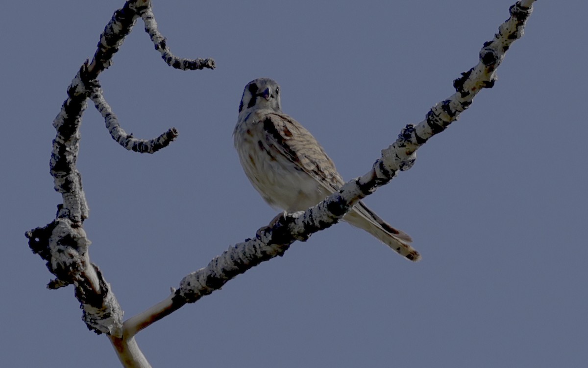 American Kestrel - ML604742641