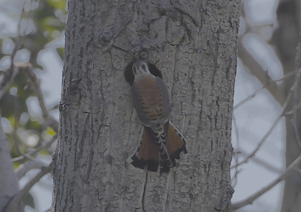 American Kestrel - ML604742651