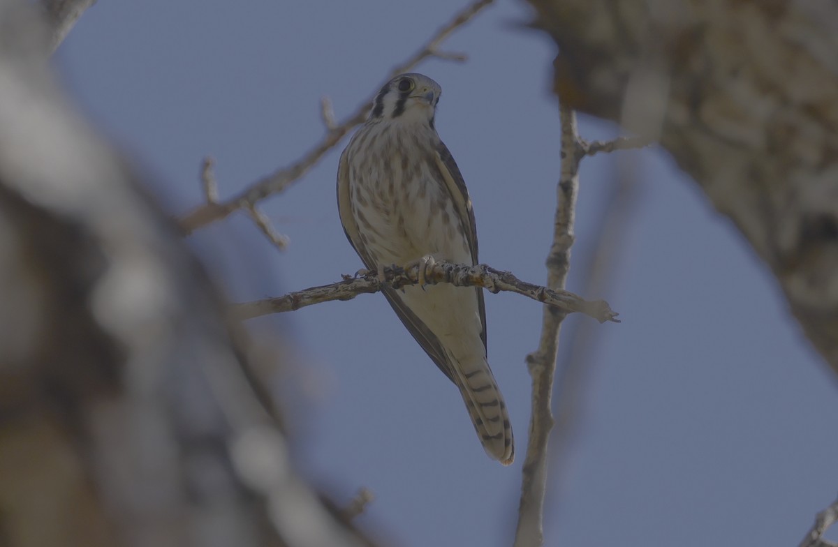 American Kestrel - Ron Hess