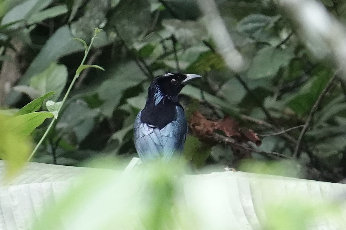 Hair-crested Drongo (Mentawai) - ML604742791