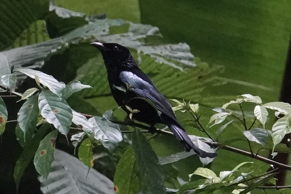 Hair-crested Drongo (Mentawai) - ML604742931