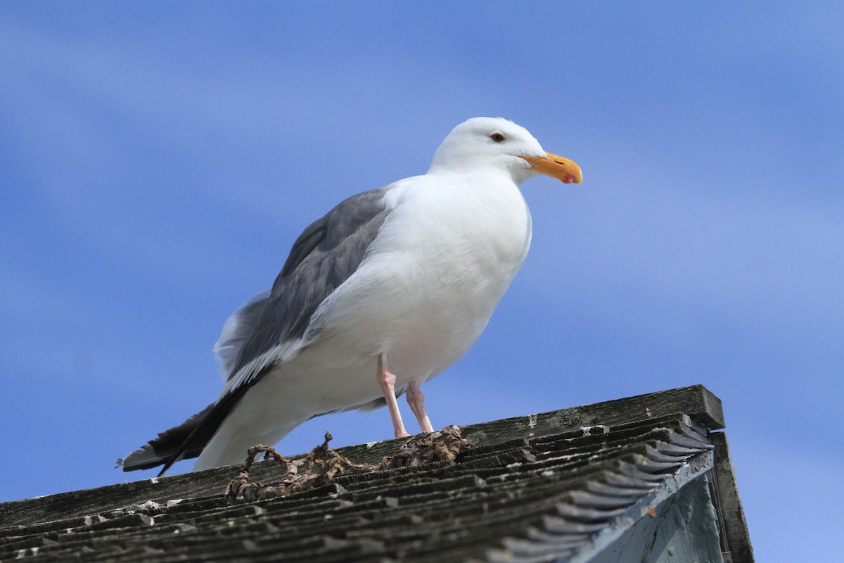 Western Gull - Kent Forward