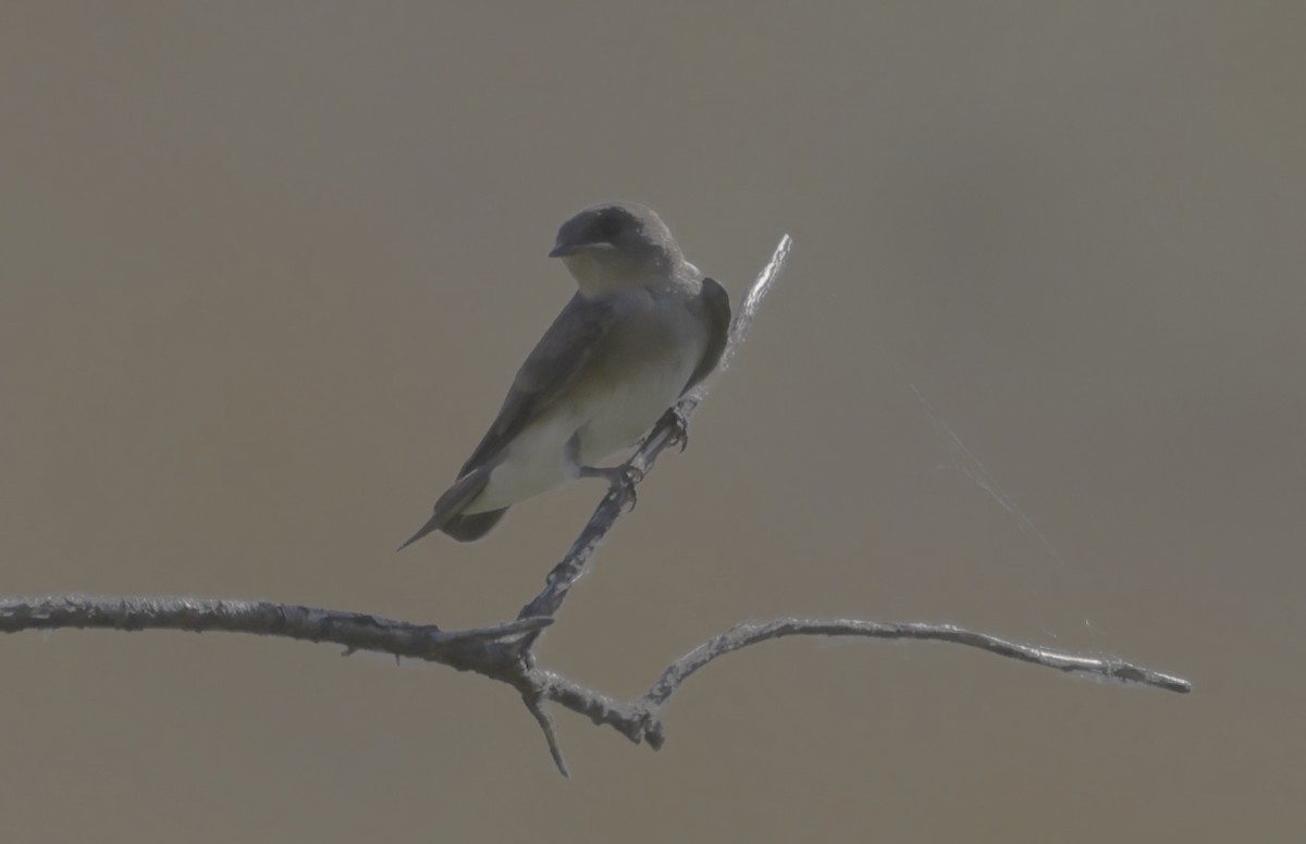 Northern Rough-winged Swallow - ML604743411