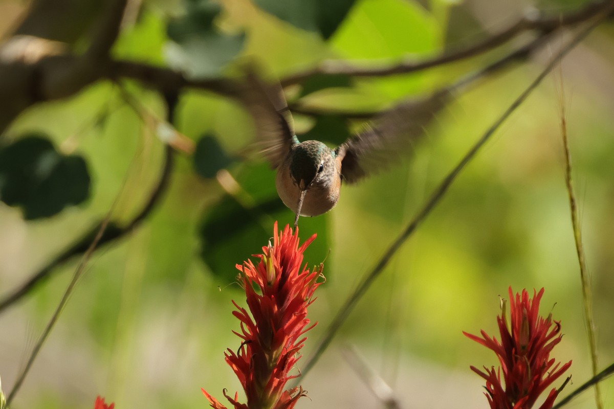 Broad-tailed Hummingbird - ML604743701