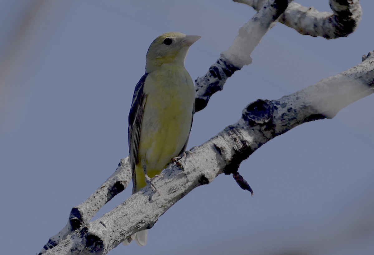 Western Tanager - ML604744121