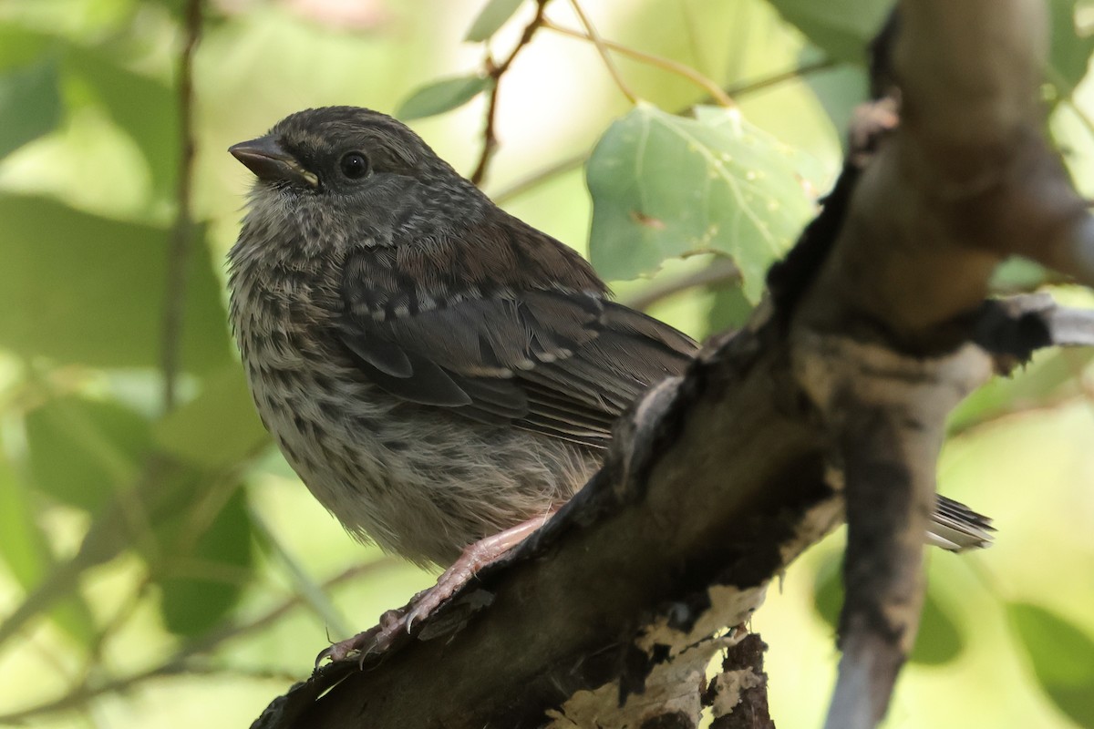 Dark-eyed Junco - Jim Anderton