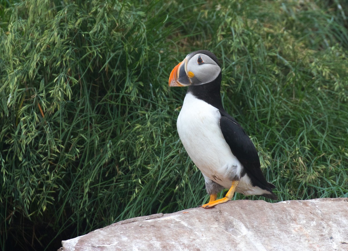 Atlantic Puffin - ML604745051