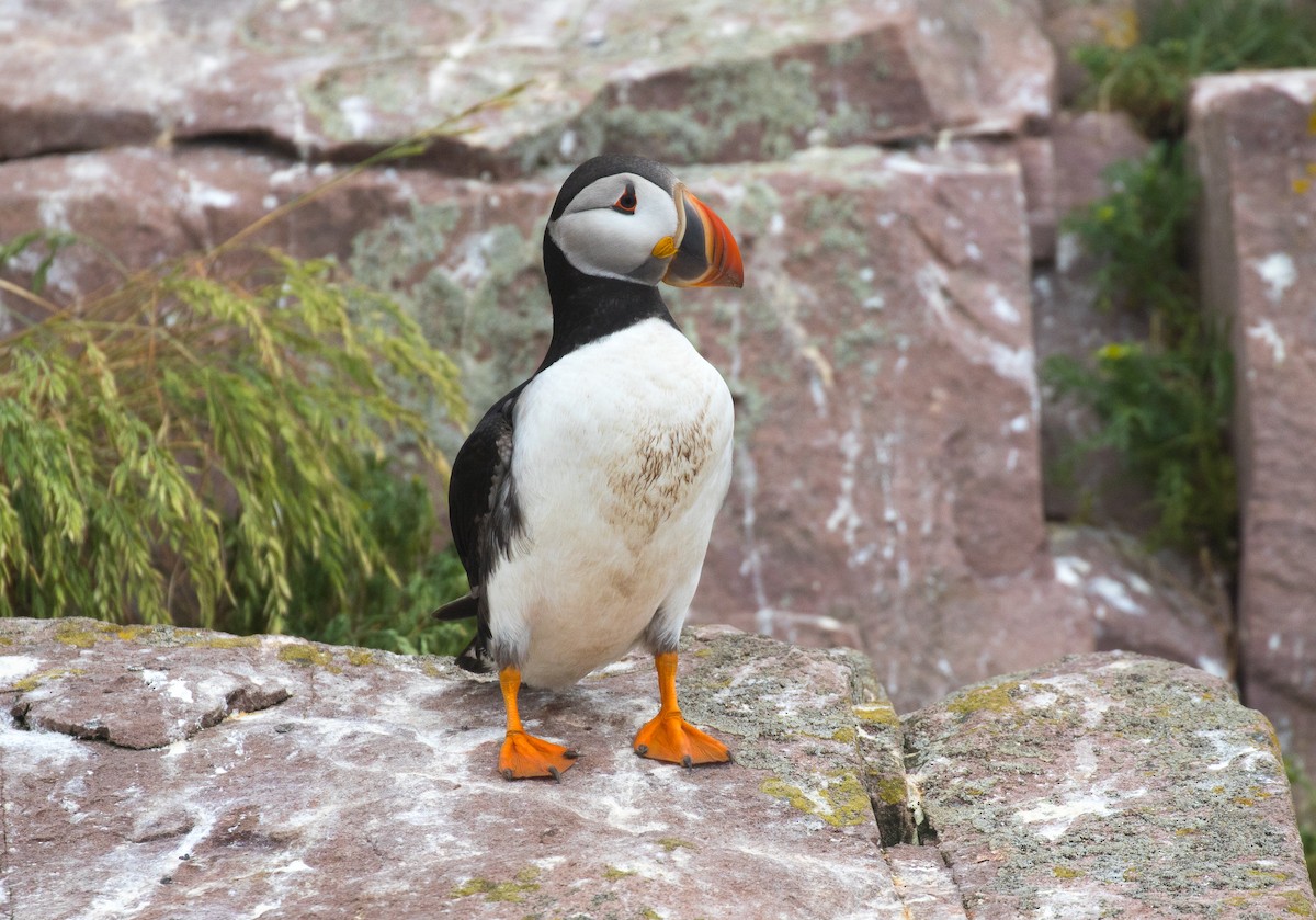 Atlantic Puffin - Simon Best