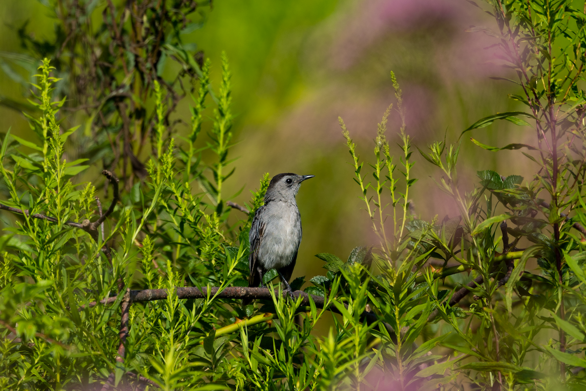 Gray Catbird - ML604745071