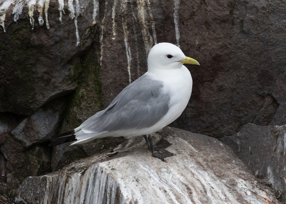 Mouette tridactyle - ML604745131