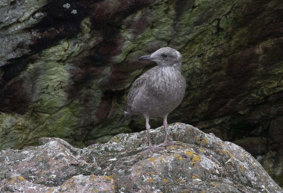 gråmåke (smithsonianus) (amerikagråmåke) - ML604745161