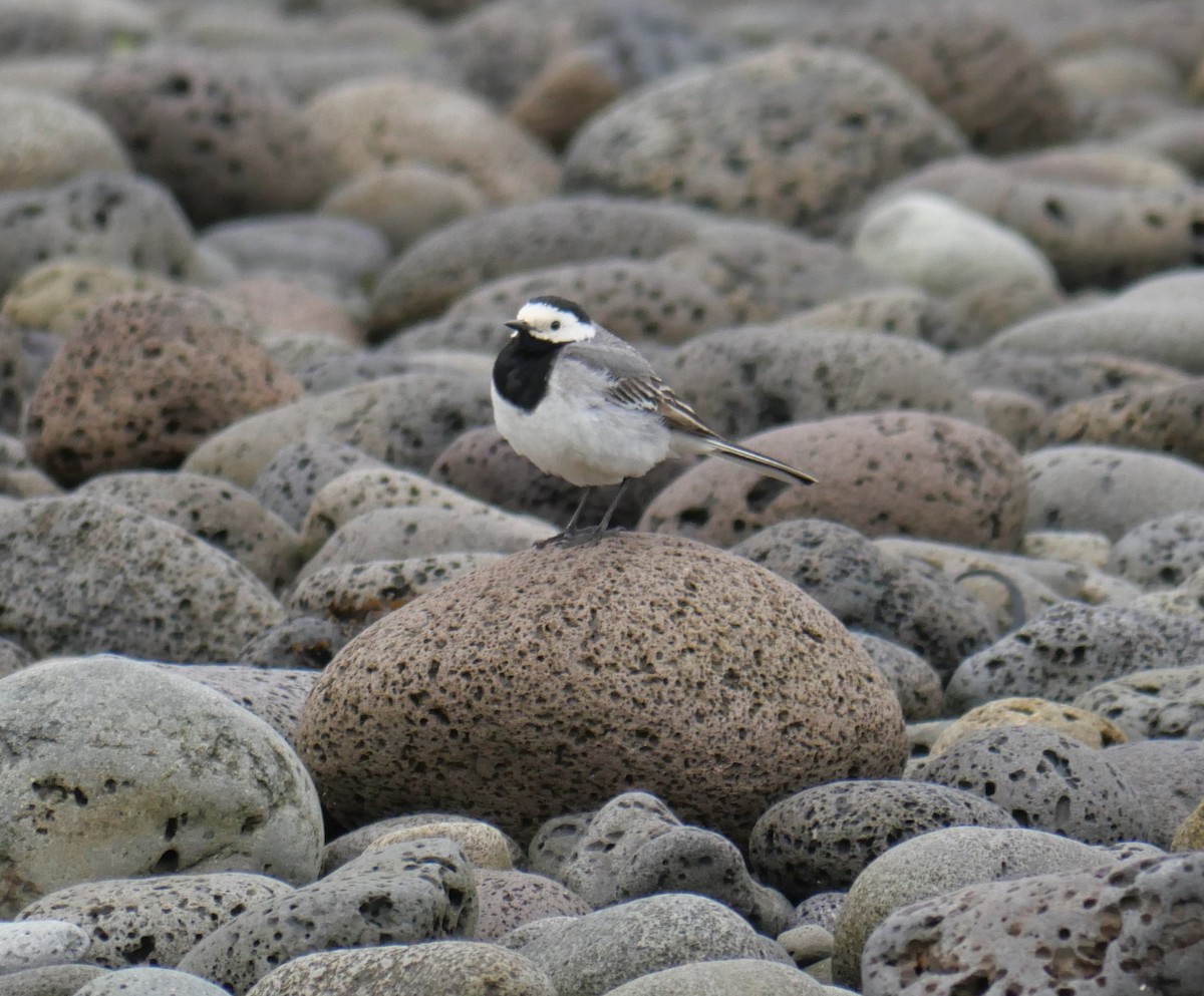 White Wagtail - ML604745291