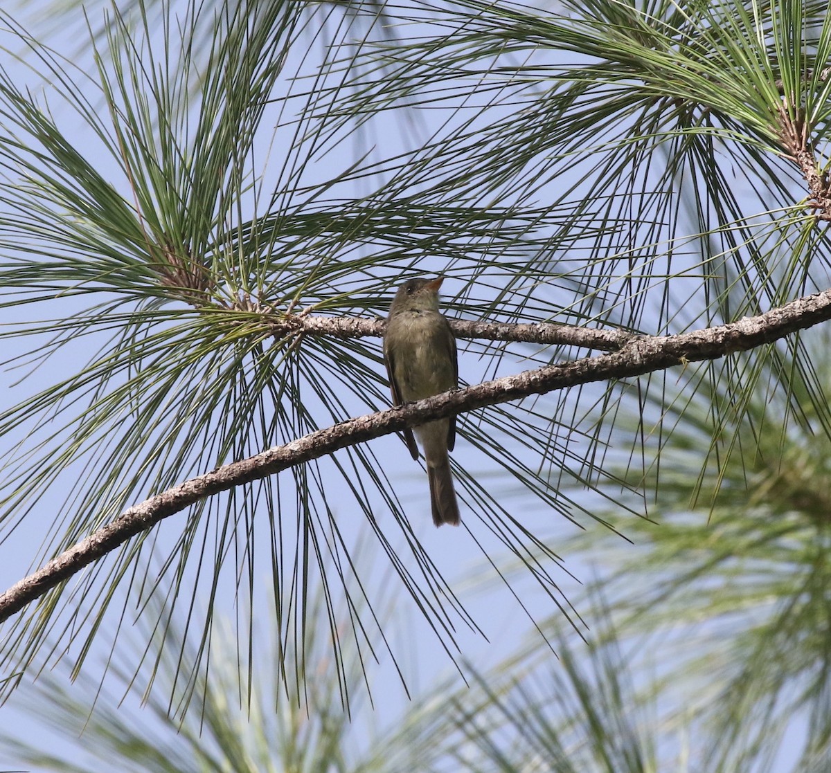 Northern Tropical Pewee - Andrew Vallely