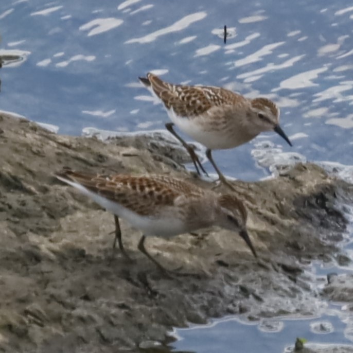 Least Sandpiper - ML604745791